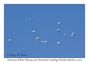 American White Pelicans