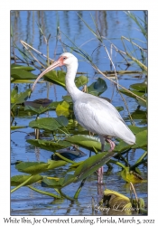 White Ibis