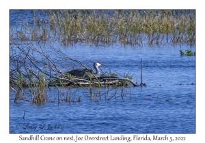 Sandhill Crane