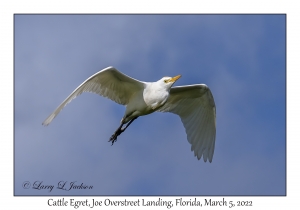 Cattle Egret