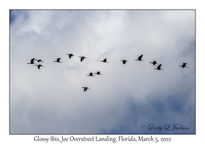 Glossy Ibis