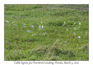 Cattle Egrets