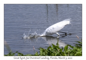 Great Egret