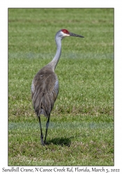 Sandhill Crane