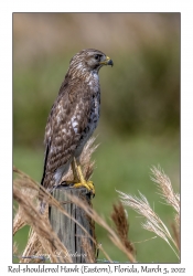 Red-shouldered Hawk (Eastern)