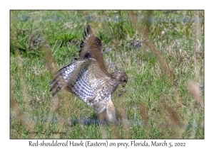 Red-shouldered Hawk (Eastern)