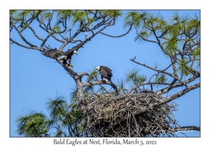 Bald Eagles