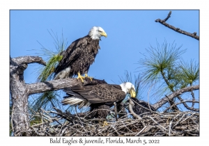 Bald Eagles & juvenile