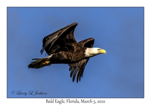 Bald Eagle