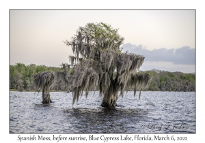 Spanish Moss on Bald Cypress