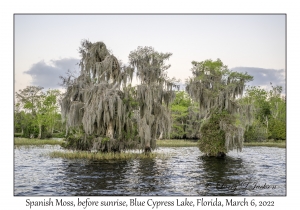 Spanish Moss on Bald Cypress