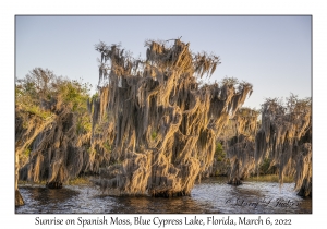 Sunrise on Bald Cypress with Spanish Moss