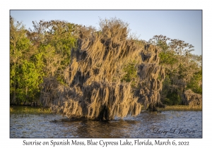 Sunrise on Bald Cypress with Spanish Moss