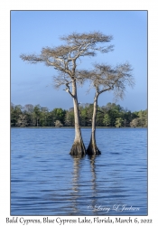 Bald Cypress