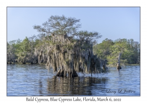 Bald Cypress with Spanish Moss