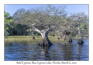 Bald Cypress