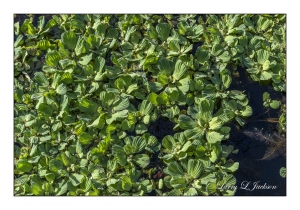 Water Lettuce