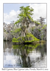 Bald Cypress