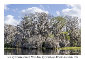 Bald Cypress with Spanish Moss