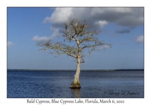 Bald Cypress