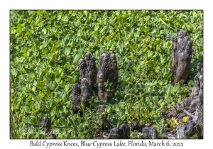 Bald Cypress Knees