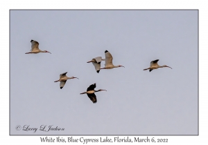 White Ibis