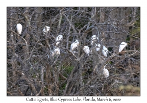 Cattle Egrets