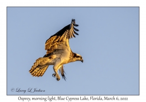 Osprey