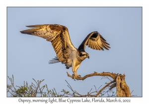 Osprey