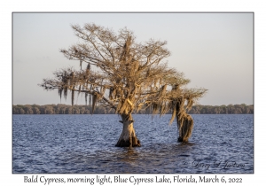 Bald Cypress