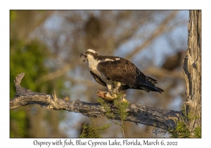 Osprey with fish