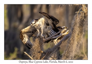 Ospreys