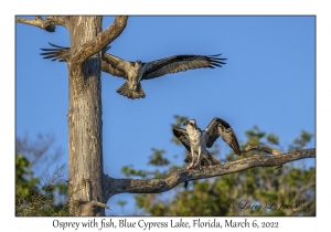Osprey with fish