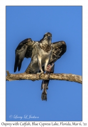 Osprey with Catfish