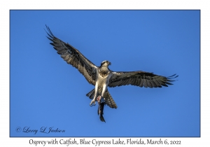 Osprey with Catfish