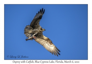 Osprey with Catfish