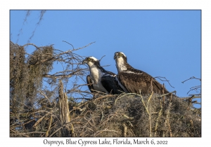 Ospreys