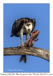 Osprey with fish