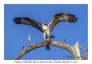 Osprey with fish