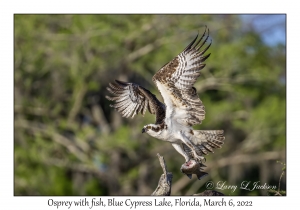 Osprey with fish