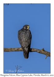 Peregrine Falcon