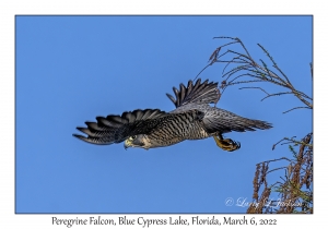 Peregrine Falcon