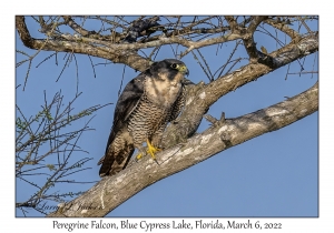 Peregrine Falcon