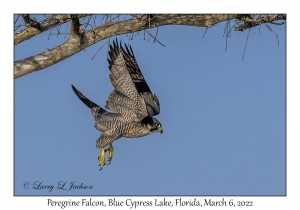 Peregrine Falcon