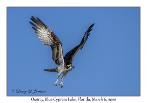 Osprey