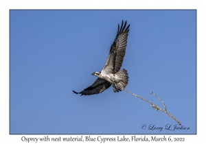 Osprey