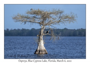 Ospreys