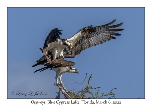 Ospreys