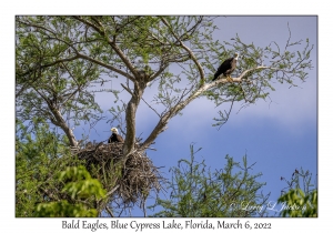 Bald Eagles