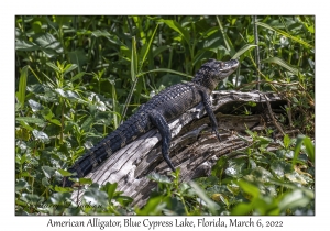 American Alligator